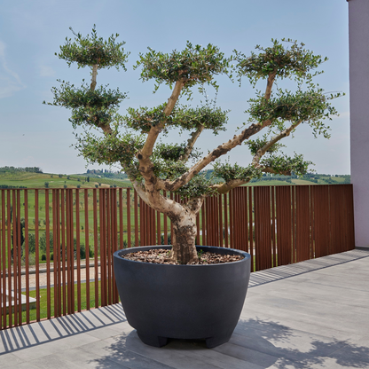 Produktbild von Gardapura, staplerfahrbarer mobiler XXL-Topf für große Pflanzen, bepflanzt mit einem großen Olivenbaum auf einer Terrasse vor einer mediterranen Landschaft. Pflanztopf hier in Anthrazit.