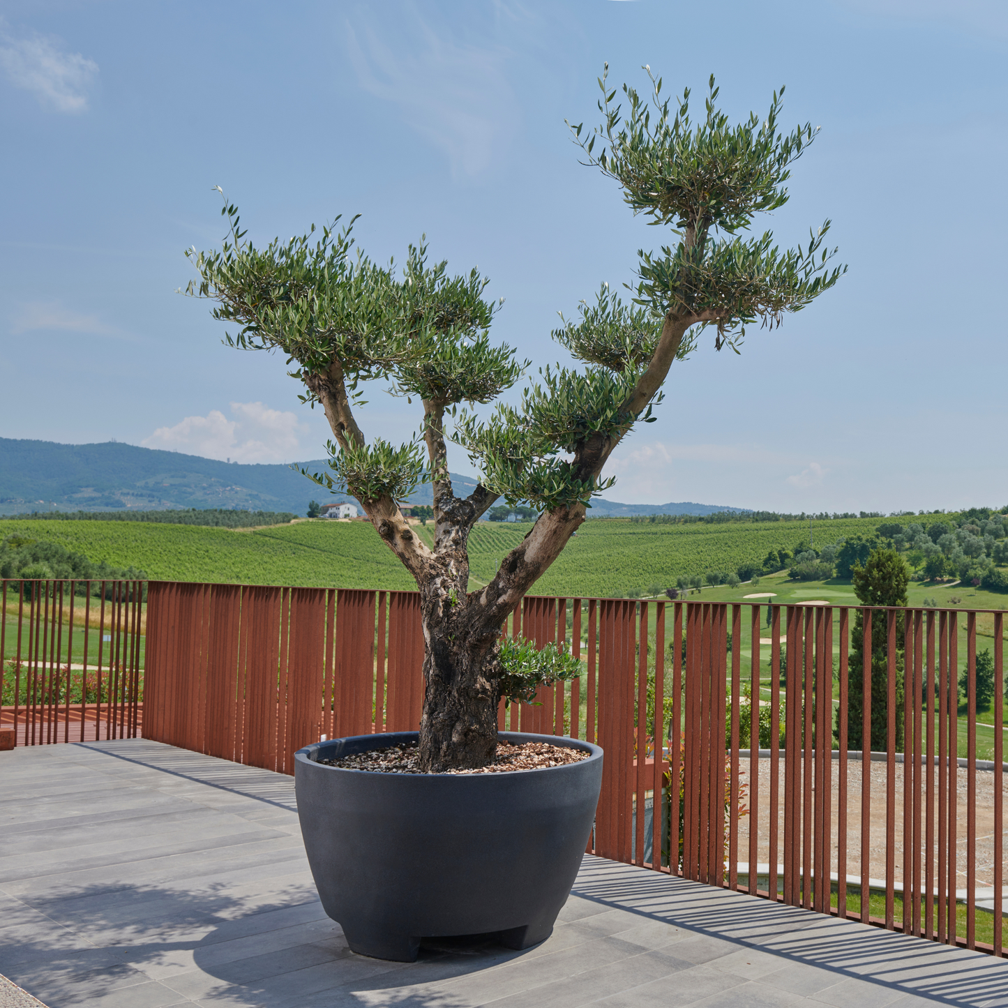 Produktbild staplerfahrbarer mobiler XXL-Topf für große Pflanzen von Gardapura, bepflanzt mit einem großen Olivenbaum auf einer Terrasse vor einer mediterranen Landschaft. Pflanztopf hier in Anthrazit.