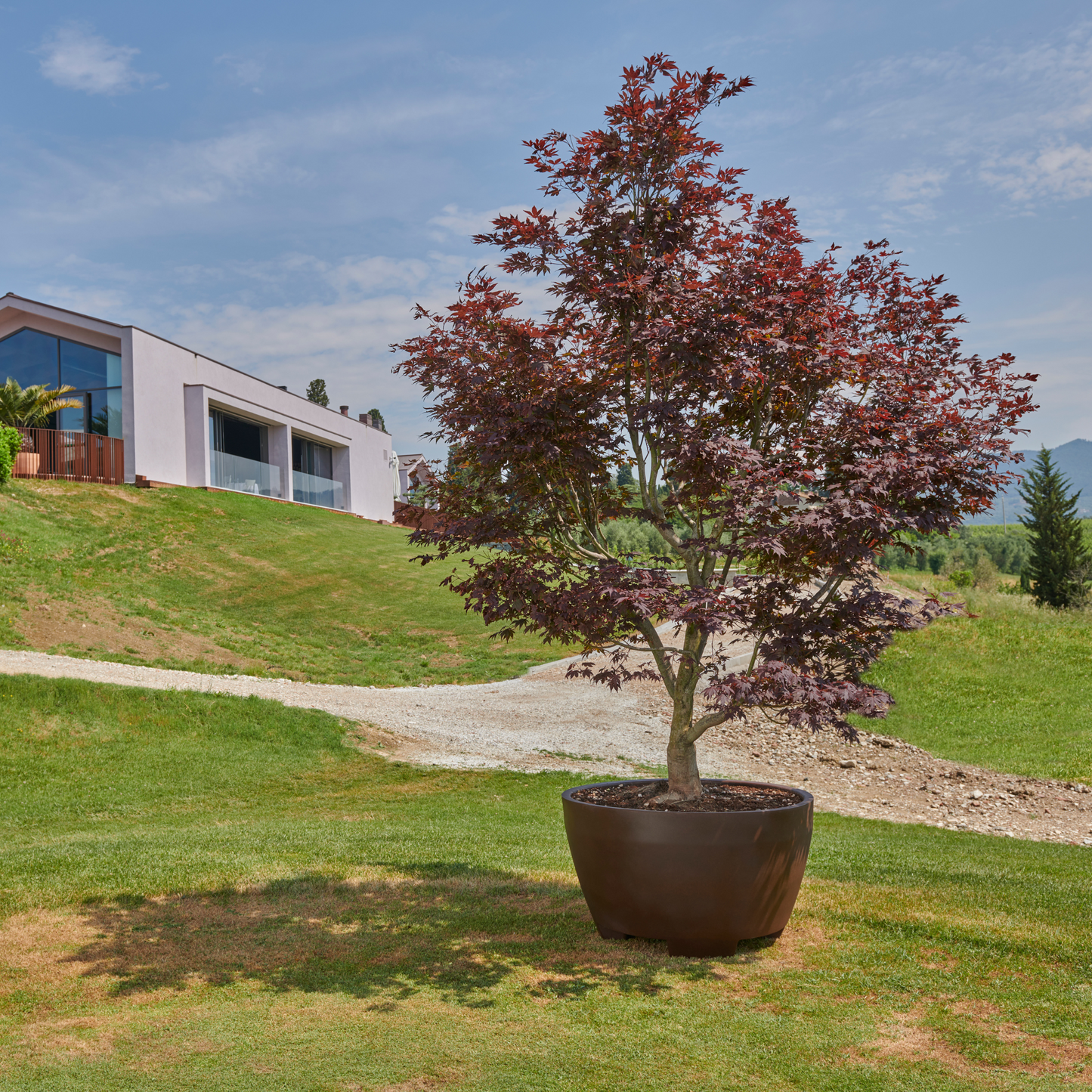 Produktbild staplerfahrbarer mobiler XXL-Topf von Gardapura für große Pflanzen, bepflanzt mit einem schönen Baum auf einer Gartenfläche. Pflanztopf hier in der Farbe Schokolade.
