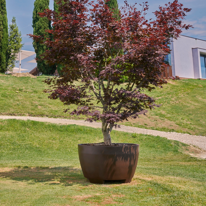 Produktbild staplerfahrbarer mobiler XXL-Topf für große Pflanzen von Gardapura, bepflanzt mit einem schönen Baum auf einer Gartenfläche. Pflanztopf hier in der Farbe Schokolade.