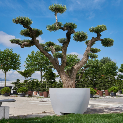 Produktbild staplerfahrbarer mobiler XXL-Topf für große Pflanzen in Steingrau von Gardapura, bepflanzt mit einem schönen Olivenbaum auf dem Gelände einer Baumschule. Pflanztopf hier in der Farbe Steingrau.
